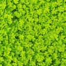 Top-Quality 2000 MICROCLOVER Dwarf Miniature Trifolium Repens White Flower Clover Lawn Seeds Top-Quality 2000 MICROCLOVER Dwarf Miniature Trifolium Repens White Flower Clover Lawn Seeds