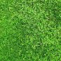 Top-Quality 2000 MICROCLOVER Dwarf Miniature Trifolium Repens White Flower Clover Lawn Seeds