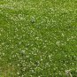 Top-Quality 2000 MICROCLOVER Dwarf Miniature Trifolium Repens White Flower Clover Lawn Seeds