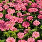 Exclusive 250 LUMINOSA PINK ZINNIA Elegans Flower Seeds Exclusive 250 LUMINOSA PINK ZINNIA Elegans Flower Seeds