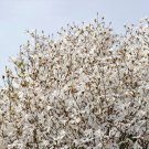 Premium 10 KOBUS MAGNOLIA TREE aka Japanese Kobushi White Pink 4"" Fragrant Flower Seeds Premium 10 KOBUS MAGNOLIA TREE aka Japanese Kobushi White Pink 4"" Fragrant Flower Seeds