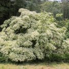 Best-Selling 5 Flowering WHITE KOUSA DOGWOOD Cornus Kousa Tree Seeds Best-Selling 5 Flowering WHITE KOUSA DOGWOOD Cornus Kousa Tree Seeds