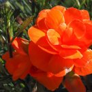 Best-Selling 10 ORANGE DOUBLE BEGONIA Tuberosa Tuberous Begonia Shade Flower Seeds