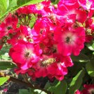 Exclusive 25 SWEET BRIAR ROSE Pink Eglantine Rosa Eglanteria Rubiginosa Flower Shrub Seeds