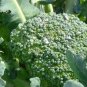 Exclusive 1000 EARLY Fall RAPINI BROCCOLI Raab Rabe Brocoletti Brassica Vegetable Seeds