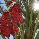 Top-Quality 10 CANARY ISLAND Date PALM Phoenix Canariensis Tree Seeds