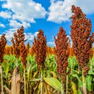 Limited Edition 50 HONEY DRIP SORGHUM Bicolor Honey Drop Syrup Grain Vegetable Seeds Limited Edition 50 HONEY DRIP SORGHUM Bicolor Honey Drop Syrup Grain Vegetable Seeds
