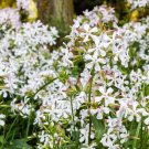 Best-Selling 50 WHITE ROCK SOAPWORT Saponaria Vaccaria Alba Flower Seeds