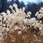 Premium 10 SILVER MAIDEN GRASS Miscanthus Sinensis Japanese Pampas Perennial Seeds