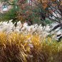 Premium 10 SILVER MAIDEN GRASS Miscanthus Sinensis Japanese Pampas Perennial Seeds