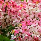 Top-Quality 5 PINK SHOWER TREE Cassia Javanica Rainbow Apple Blossom Pink White Yellow Seeds