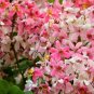Top-Quality 5 PINK SHOWER TREE Cassia Javanica Rainbow Apple Blossom Pink White Yellow Seeds