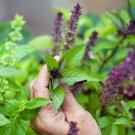 Exclusive 1000 CINNAMON BASIL Ocimum Basilicum HERB Flower Seeds