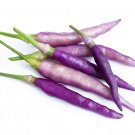 New Arrival 50 PURPLE CAYENNE PEPPER Capsicum Annuum Vegetable Seeds New Arrival 50 PURPLE CAYENNE PEPPER Capsicum Annuum Vegetable Seeds