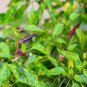New Arrival 50 PURPLE CAYENNE PEPPER Capsicum Annuum Vegetable Seeds