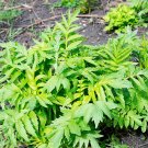 Top-Quality 250 VALERIAN Garden Heliotrope Heal All Valeriana Officinalis Herb Flower Seeds