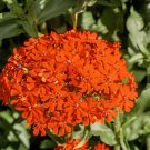 Best-Selling 300 MALTESE CROSS Jerusalem Cross Lychnis Campion Chalcedonica Flower Seeds Best-Selling 300 MALTESE CROSS Jerusalem Cross Lychnis Campion Chalcedonica Flower Seeds
