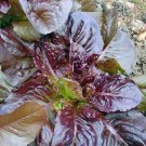 Premium 3000 Leaf Lettuce RED SALAD BOWL Lactuca Sativa Vegetable Seeds