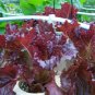 Premium 3000 Leaf Lettuce RED SALAD BOWL Lactuca Sativa Vegetable Seeds