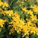 New Arrival 15 CHURCH STEEPLES Agrimonia Eupatoria Agrimony Sticklewort Yellow Flower Seeds New Arrival 15 CHURCH STEEPLES Agrimonia Eupatoria Agrimony Sticklewort Yellow Flower Seeds