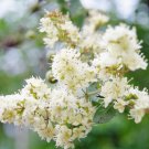 Best-Selling 40 WHITE FLOWERING HENNA Tree Lawsonia Inermis Alba Dye Tattoo Flower Seeds Best-Selling 40 WHITE FLOWERING HENNA Tree Lawsonia Inermis Alba Dye Tattoo Flower Seeds
