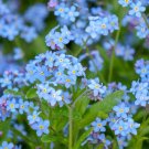 Premium 500 Blue FORGET ME NOT Myosotis Sylvatica Shade or Sun Perennial Flower Seeds Premium 500 Blue FORGET ME NOT Myosotis Sylvatica Shade or Sun Perennial Flower Seeds