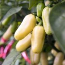 Best-Selling 50 Hot WHITE HABANERO PEPPER Capsicum Chinense Vegetable Seeds