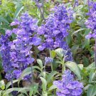 Top-Quality 500 BLUE BEDDER SAGE Salvia Farinacea Flower Seeds Top-Quality 500 BLUE BEDDER SAGE Salvia Farinacea Flower Seeds