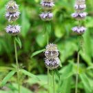 Best-Selling 200 PURPLE WOOD MINT Blephilia Ciliata Downy Pagoda Horsemint Herb Flower Seeds Best-Selling 200 PURPLE WOOD MINT Blephilia Ciliata Downy Pagoda Horsemint Herb Flower Seeds