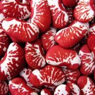 Exclusive 15 CHRISTMAS LIMA BEAN Calico Chestnut Phaseolus Lunatus Legume Vegetable Seeds