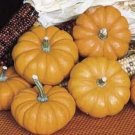 Limited Edition 20 JACK Be LITTLE PUMPKIN Miniature Vegetable Cucurbita Pepo Seeds