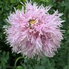 Exclusive 500 LILAC Pompom PEONY POPPY Papaver Laciniatum Purple Pompon Flower Seeds Exclusive 500 LILAC Pompom PEONY POPPY Papaver Laciniatum Purple Pompon Flower Seeds
