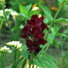 New Arrival 50 Organic BLACK PRINCE SNAPDRAGON Antirrhinum Majus Dk Crimson Red Flower Seeds