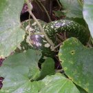 Exclusive 15 GOOSENECK / Bottle / SWAN GOURD Lagenaria Siceraria Vine Seeds Exclusive 15 GOOSENECK / Bottle / SWAN GOURD Lagenaria Siceraria Vine Seeds