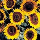 Limited Edition 25 TAIYO SUNFLOWER Helianthus Annuus Flower Seeds Limited Edition 25 TAIYO SUNFLOWER Helianthus Annuus Flower Seeds