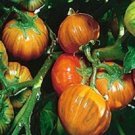 Premium 25 TURKISH ORANGE EGGPLANT Scarlet Solanum Aethiopicum Fruit Vegetable Seeds Premium 25 TURKISH ORANGE EGGPLANT Scarlet Solanum Aethiopicum Fruit Vegetable Seeds