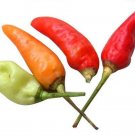 Premium 30 BIRDS Eye CHILI PEPPER (Chiltepin Pepper) Capsicum Frutescens Vegetable Seeds Premium 30 BIRDS Eye CHILI PEPPER (Chiltepin Pepper) Capsicum Frutescens Vegetable Seeds