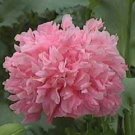 Exclusive 250 Bombast ROSE PEONY POPPY Papaver Peoniflorum Flower Seeds Exclusive 250 Bombast ROSE PEONY POPPY Papaver Peoniflorum Flower Seeds