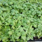 Best-Selling 1000 Italian LARGE LEAF BASIL Ocimum Basilicum Herb Flower Seeds Best-Selling 1000 Italian LARGE LEAF BASIL Ocimum Basilicum Herb Flower Seeds