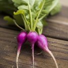 Top-Quality 200 Purple Plum Radish Seeds- Open Pollinated-NON GMO-Organic Top-Quality 200 Purple Plum Radish Seeds- Open Pollinated-NON GMO-Organic