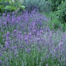 Best-Selling 600+English Lavender-Lavandula angustifolia-Non GMO-Open Pollinated. Best-Selling 600+English Lavender-Lavandula angustifolia-Non GMO-Open Pollinated.
