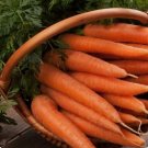 Limited Edition 500+ Danvers 126 Carrot Seeds - Non GMO-Open Pollinated-Organic. Limited Edition 500+ Danvers 126 Carrot Seeds - Non GMO-Open Pollinated-Organic.