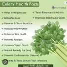 Best-Selling 1500 Plus Tall Utah Celery Seeds-Non GMO-Open Pollinated Best-Selling 1500 Plus Tall Utah Celery Seeds-Non GMO-Open Pollinated