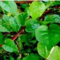 Limited Edition 30 Red Malabar Spinach Seeds-NON GMO-Open Pollinated-Organic.