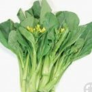 Premium 250 Plus Choy Sum-Gunsho Asian Green Seeds-Open Pollinated-Non GMO-Organic Premium 250 Plus Choy Sum-Gunsho Asian Green Seeds-Open Pollinated-Non GMO-Organic