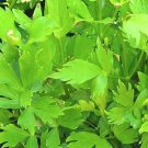 Limited Edition 200+ Lovage seeds-Non GMO-Open Pollinated-Medicinal. Limited Edition 200+ Lovage seeds-Non GMO-Open Pollinated-Medicinal.