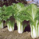 Premium 1000 CHINESE MICHIHLI CABBAGE Seeds-Non GMO-Organic-Open Pollinated. Premium 1000 CHINESE MICHIHLI CABBAGE Seeds-Non GMO-Organic-Open Pollinated.