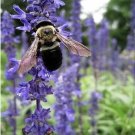 Top-Quality 200+ Hyssop Seeds-Hyssopus officinalis -Medicinal And culinary herb. Top-Quality 200+ Hyssop Seeds-Hyssopus officinalis -Medicinal And culinary herb.