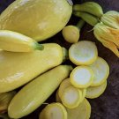 Best-Selling 35 Plus Straightneck Summer Squash Seeds-Early Prolific1 Non GMO-open Pollinated