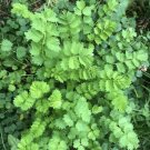 New Arrival 60+ Salad Burnet-Sanquisorba minor Herb-NON GMO-Open Pollinat